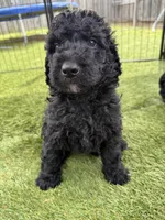 Cash, a male Double Doodle for sale in San Antonio, TX – Photo 2 of 4