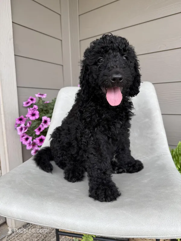 Cash – Double Doodle puppy for sale in San Antonio, TX