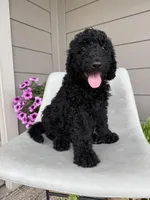 Cash, a male Double Doodle for sale in San Antonio, TX – Photo 1 of 4