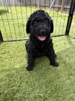 Hank, a male Double Doodle for sale in San Antonio, TX – Photo 4 of 4