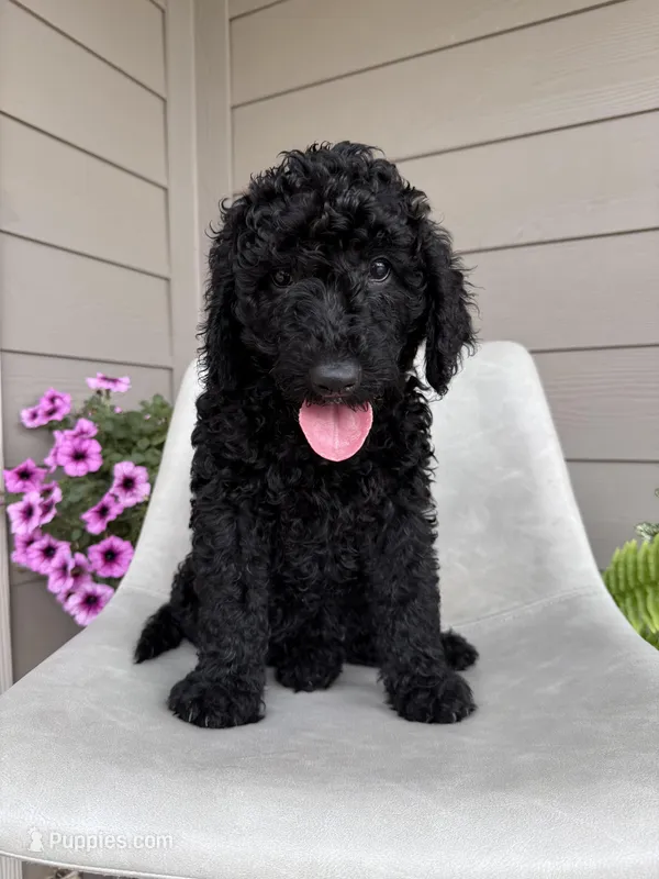 Hank – Double Doodle puppy for sale in San Antonio, TX