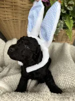 Hank, a male Double Doodle for sale in San Antonio, TX – Photo 2 of 4