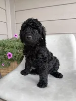 Hank, a male Double Doodle for sale in San Antonio, TX – Photo 3 of 4