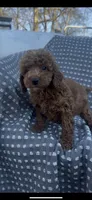 Winston , a male Poodle - Miniature  for sale in Hopkinsville, KY – Photo 2 of 4