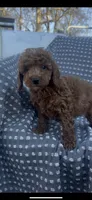 Winston , a male Poodle - Miniature  for sale in Hopkinsville, KY – Photo 3 of 4