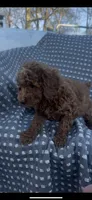 Winston , a male Poodle - Miniature  for sale in Hopkinsville, KY – Photo 1 of 4