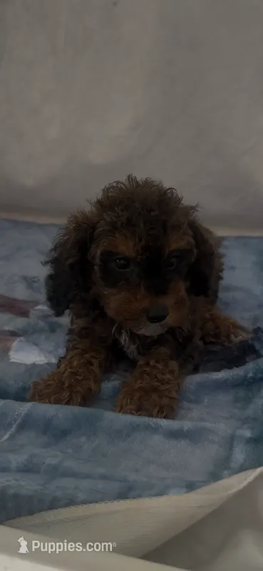 Milo – Poodle - Miniature  puppy for sale in Hopkinsville, KY