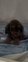Milo, a male Poodle - Miniature  for sale in Hopkinsville, KY – 1 of 4