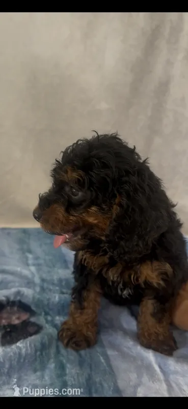 Jack – Poodle - Miniature  puppy for sale in Hopkinsville, KY