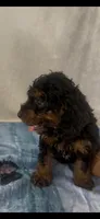 Jack, a male Poodle - Miniature  for sale in Hopkinsville, KY – 1 of 5