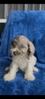 Tessa, a female Cavapoo for sale in Hopkinsville, KY – 2 of 5