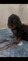 Jack, a male Poodle - Miniature  for sale in Hopkinsville, KY – 4 of 5