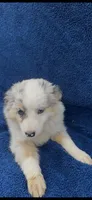 Ellie, a female Miniature Australian Shepherd for sale in Hopkinsville, KY – 3 of 4