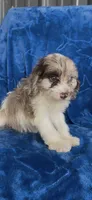 Tessa, a female Cavapoo for sale in Hopkinsville, KY – 5 of 5