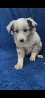 Sarah , a female Miniature Australian Shepherd for sale in Hopkinsville, KY – 2 of 5