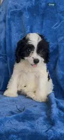 Ari Kate , a female Cavapoo for sale in Hopkinsville, KY – 2 of 5