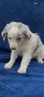 Wilson, a male Miniature Australian Shepherd for sale in Hopkinsville, KY – 3 of 5