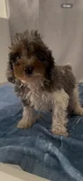 Lola, a female Poodle - Miniature  for sale in Hopkinsville, KY – 1 of 4