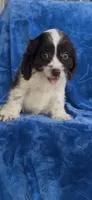 Louie , a male Cavapoo for sale in Hopkinsville, KY – 2 of 5