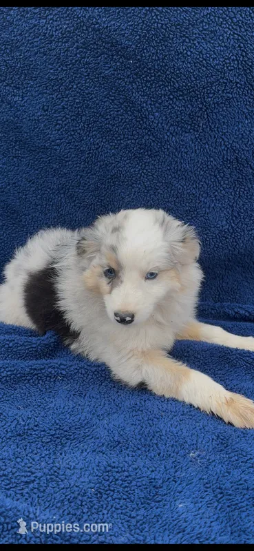 Ellie – Miniature Australian Shepherd puppy for sale in Hopkinsville, KY