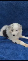 Ellie, a female Miniature Australian Shepherd for sale in Hopkinsville, KY – 1 of 4