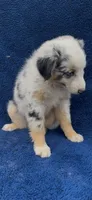 Jewels , a female Miniature Australian Shepherd for sale in Hopkinsville, KY – 5 of 5
