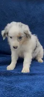 Wilson, a male Miniature Australian Shepherd for sale in Hopkinsville, KY – 4 of 5