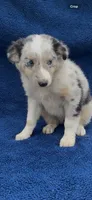 Roxie , a female Miniature Australian Shepherd for sale in Hopkinsville, KY – 2 of 5