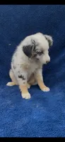 Jewels , a female Miniature Australian Shepherd for sale in Hopkinsville, KY – 2 of 5