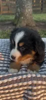 Toby , a male Bernese Mountain Dog for sale in Hopkinsville, KY – Photo 4 of 4