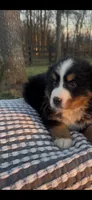 Toby , a male Bernese Mountain Dog for sale in Hopkinsville, KY – Photo 1 of 4