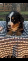 Toby , a male Bernese Mountain Dog for sale in Hopkinsville, KY – Photo 3 of 4
