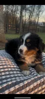 Toby , a male Bernese Mountain Dog for sale in Hopkinsville, KY – Photo 2 of 4