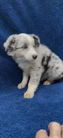 Sarah , a female Miniature Australian Shepherd for sale in Hopkinsville, KY – 5 of 5