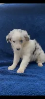 Wilson, a male Miniature Australian Shepherd for sale in Hopkinsville, KY – 2 of 5