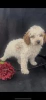 Champ, a male Poodle - Miniature  for sale in Hopkinsville, KY – Photo 3 of 6