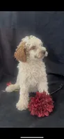 Champ, a male Poodle - Miniature  for sale in Hopkinsville, KY – Photo 2 of 6