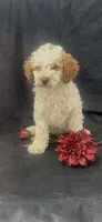 Champ, a male Poodle - Miniature  for sale in Hopkinsville, KY – Photo 6 of 6