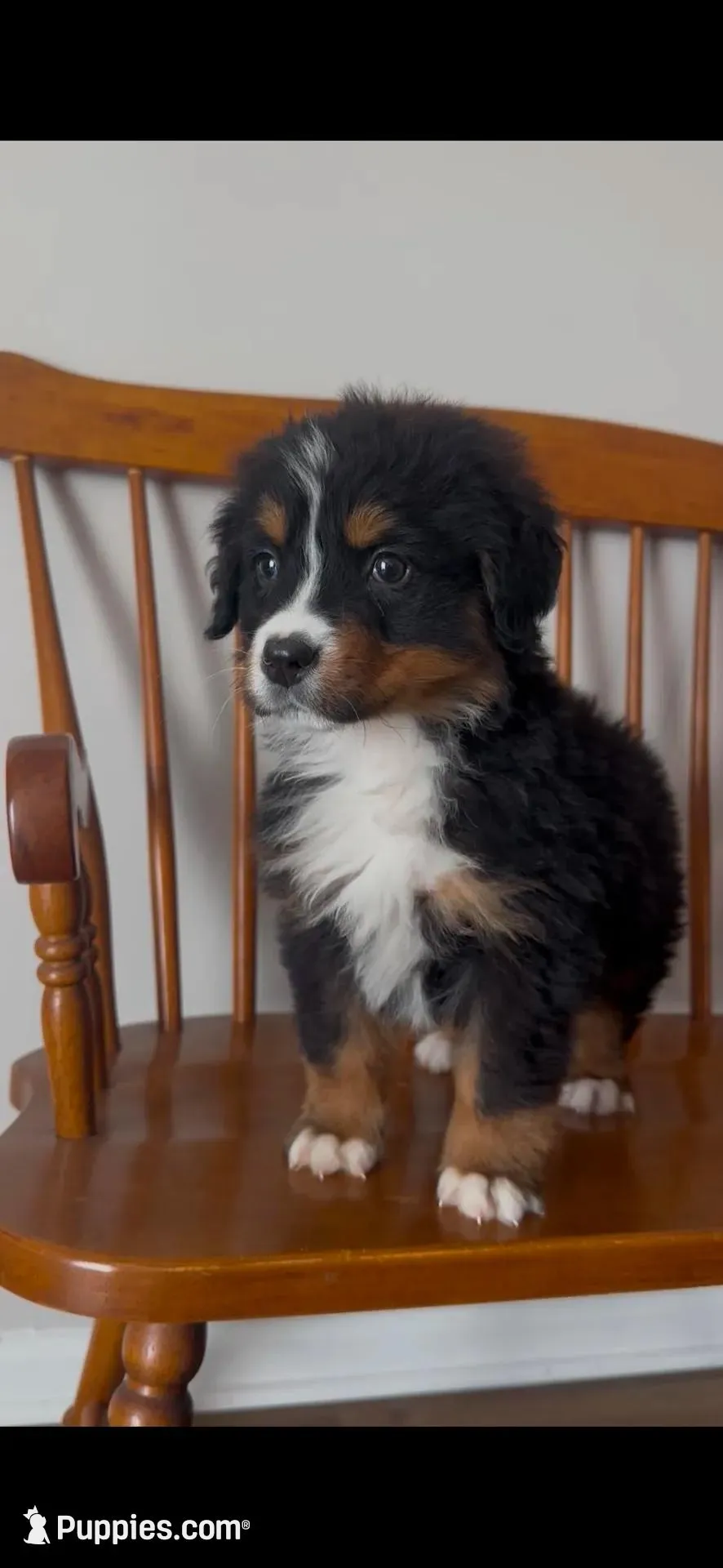 Hercules  – Bernese Mountain Dog puppy for sale in Hopkinsville, KY
