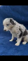 Roxie , a female Miniature Australian Shepherd for sale in Hopkinsville, KY – 3 of 5