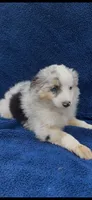 Ellie, a female Miniature Australian Shepherd for sale in Hopkinsville, KY – 2 of 4