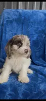 Tessa, a female Cavapoo for sale in Hopkinsville, KY – 4 of 5