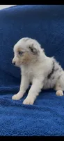 Wilson, a male Miniature Australian Shepherd for sale in Hopkinsville, KY – 5 of 5