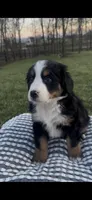 Sadie , a female Bernese Mountain Dog for sale in Hopkinsville, KY – Photo 2 of 4