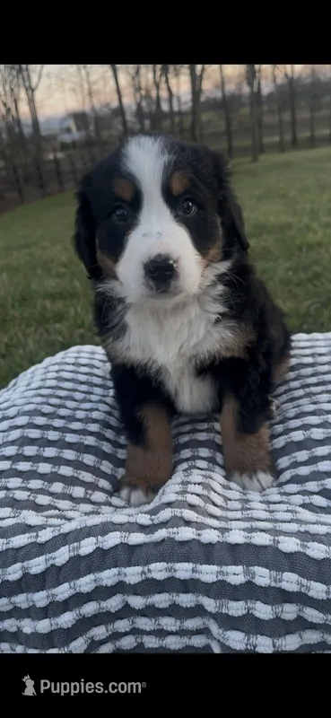 Sadie , a female Bernese Mountain Dog for sale in Hopkinsville, KY – Photo 1 of 4