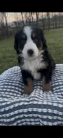 Sadie , a female Bernese Mountain Dog for sale in Hopkinsville, KY – Photo 1 of 4