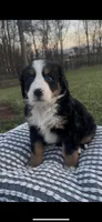 Sadie , a female Bernese Mountain Dog for sale in Hopkinsville, KY – Photo 4 of 4