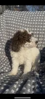Scout, a male Poodle - Miniature  for sale in Hopkinsville, KY – Photo 1 of 3