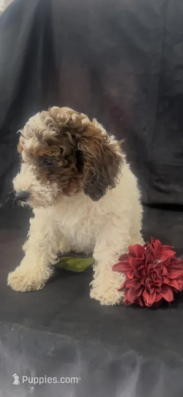 Scout – Poodle - Miniature  puppy for sale in Hopkinsville, KY