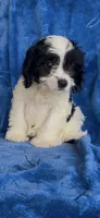 Ari Kate , a female Cavapoo for sale in Hopkinsville, KY – 3 of 5